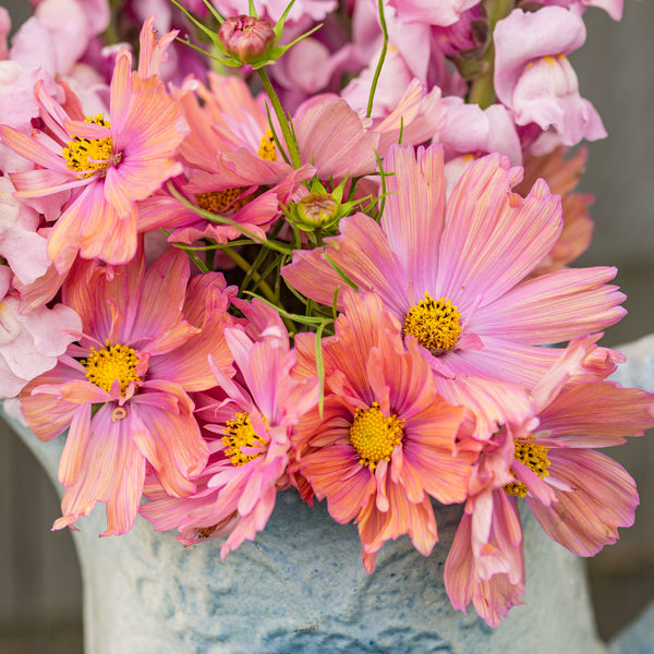 Cosmos 'Apricotta' seeds