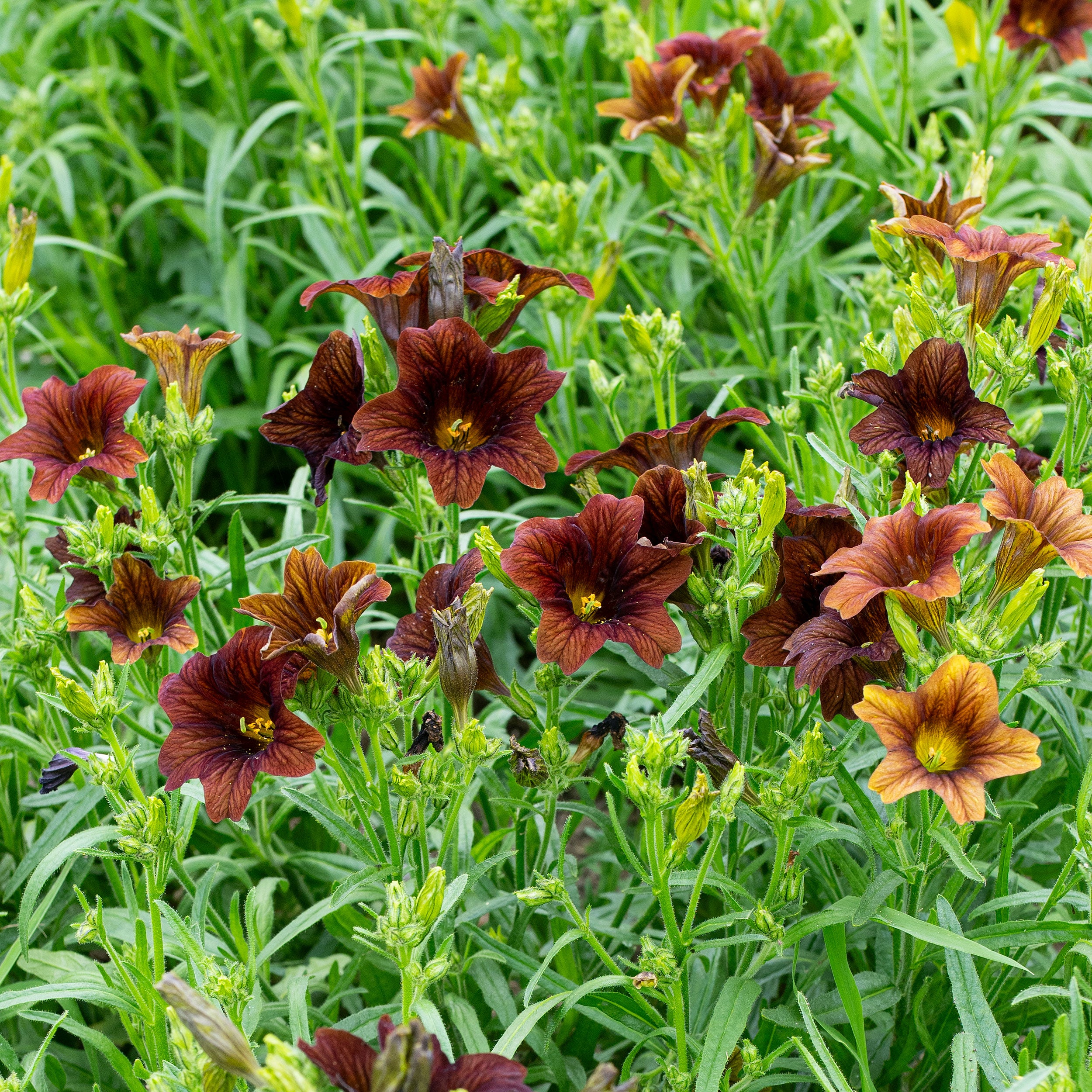 Painted Tongue 'Café Au Lait' seeds - Salpiglossis sinuata