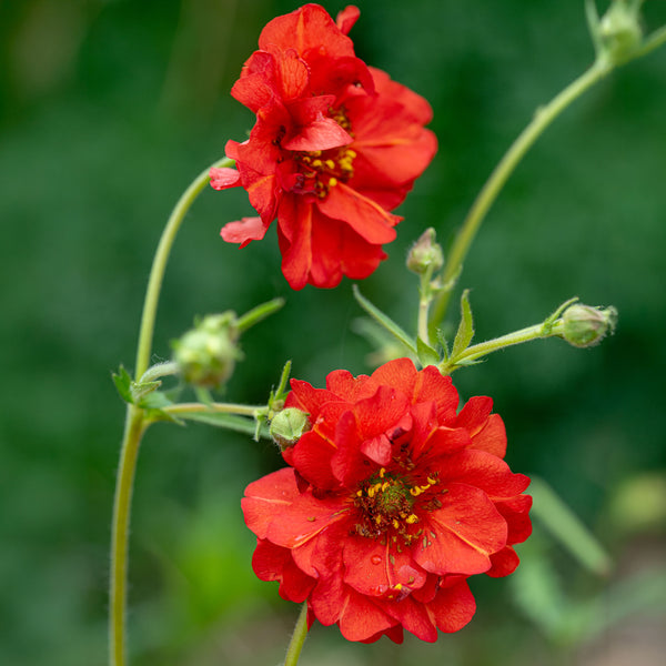 geum flower seeds Geum 'Red Dragon'