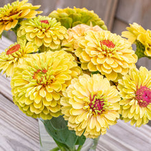 Zinnia 'Queeny Lemon Peach' - S2