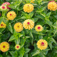 Zinnia 'Queeny Lemon Peach' - S2