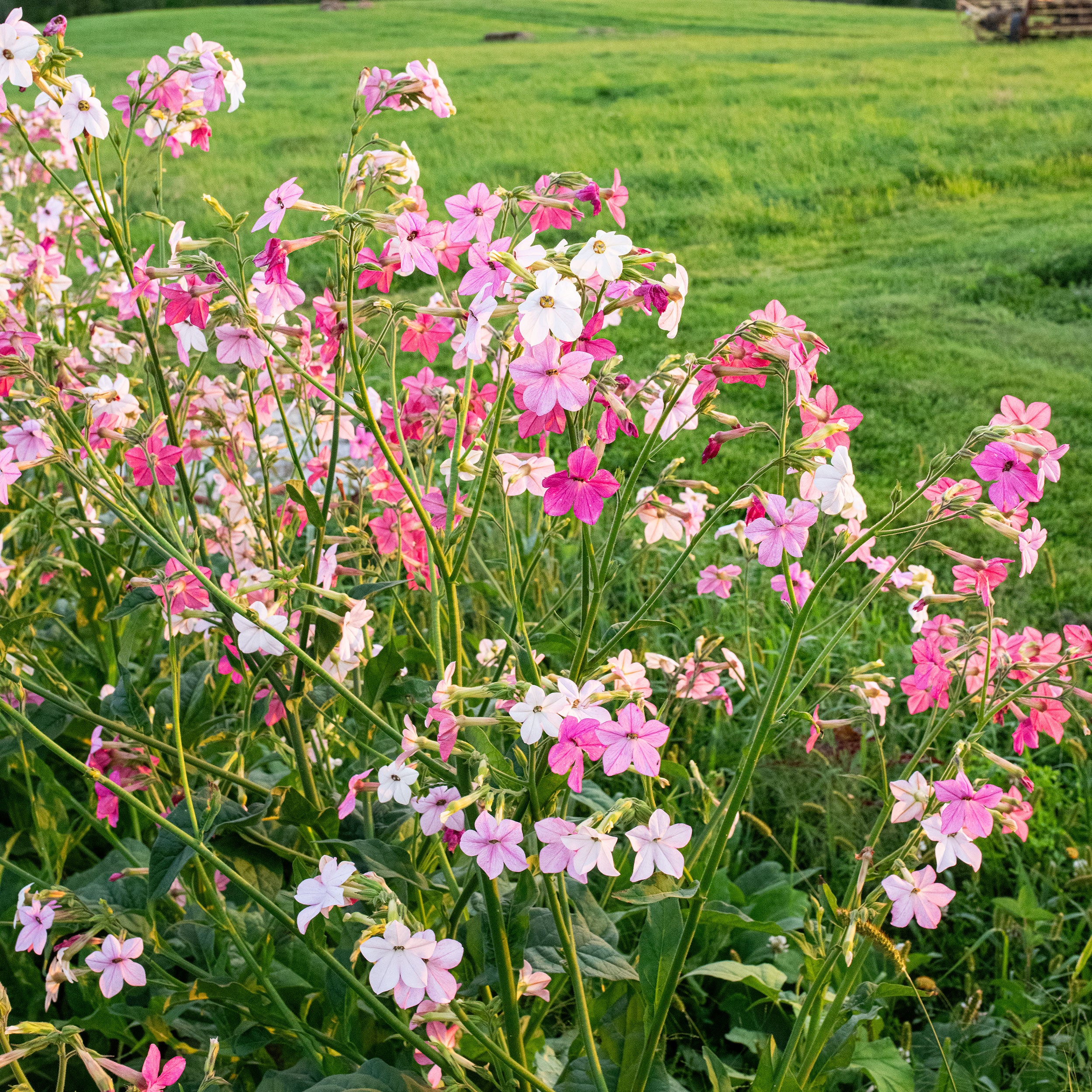 Tobacco 'Select Misty Dawn' seeds - Nicotiana mutabilis