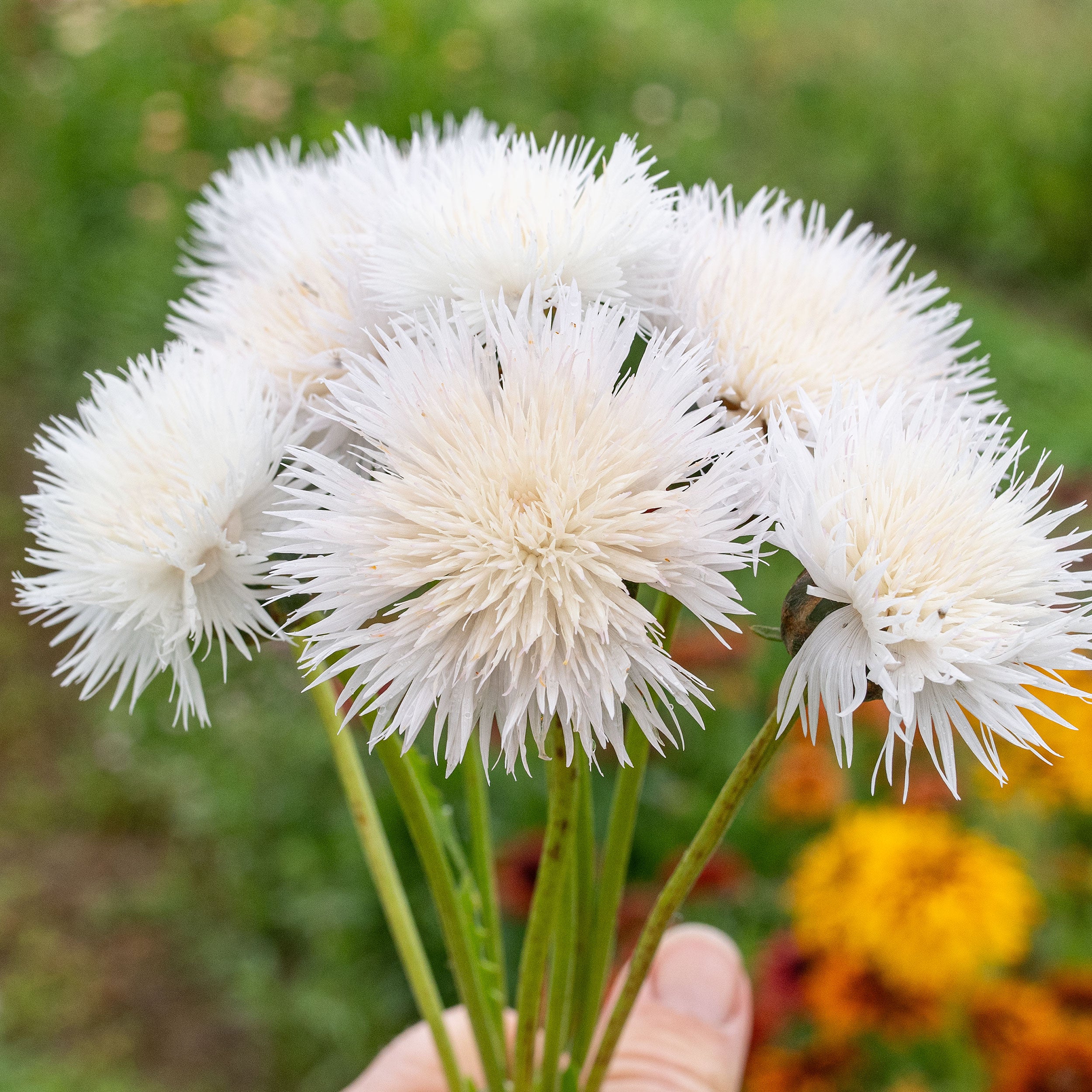 sweet sultan flower seeds Sweet Sultan 'The Bride'