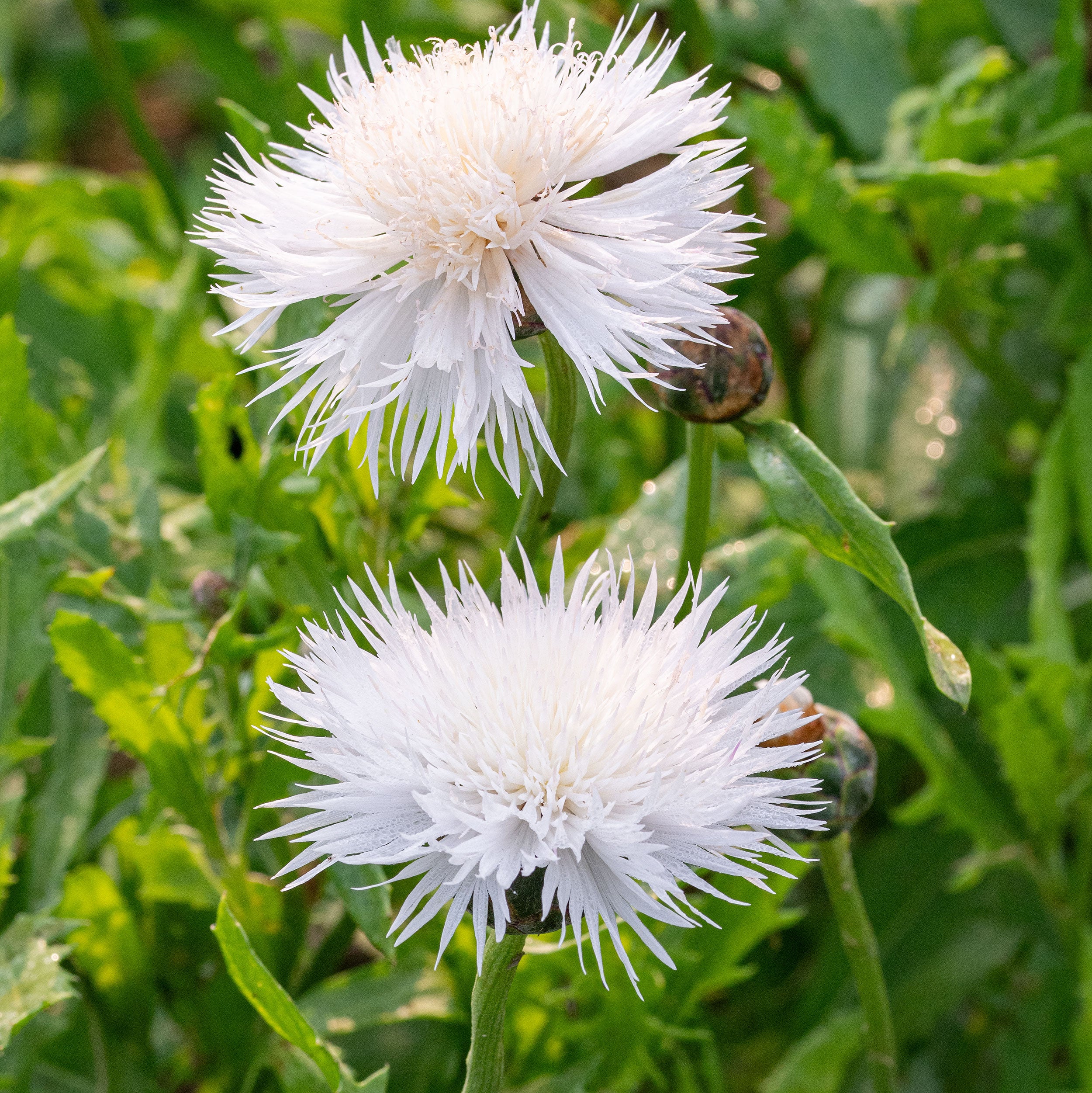 sweet sultan flower seeds Sweet Sultan 'The Bride'