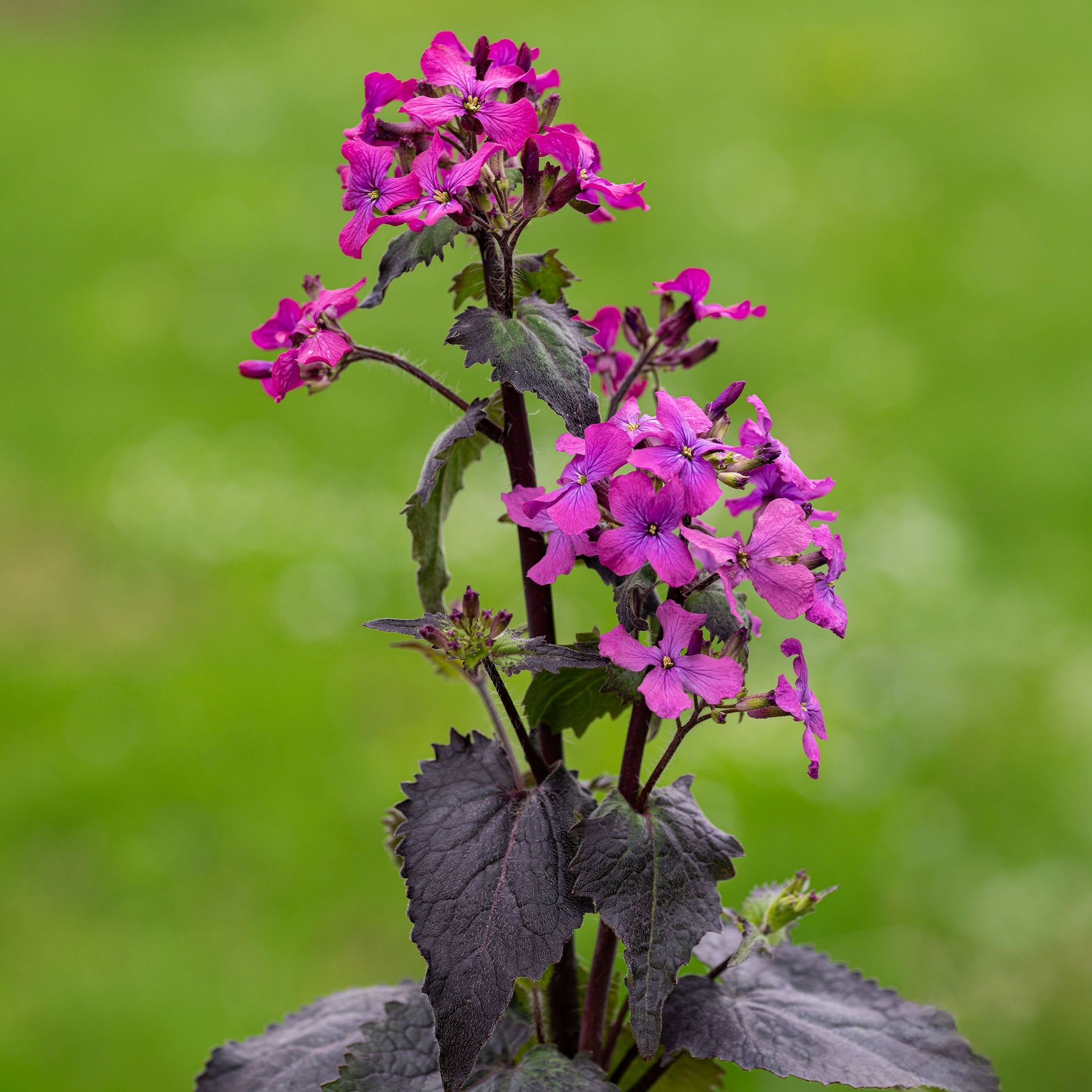 purple flower money plant Lunaria annua 'Rosemary Verey' seeds