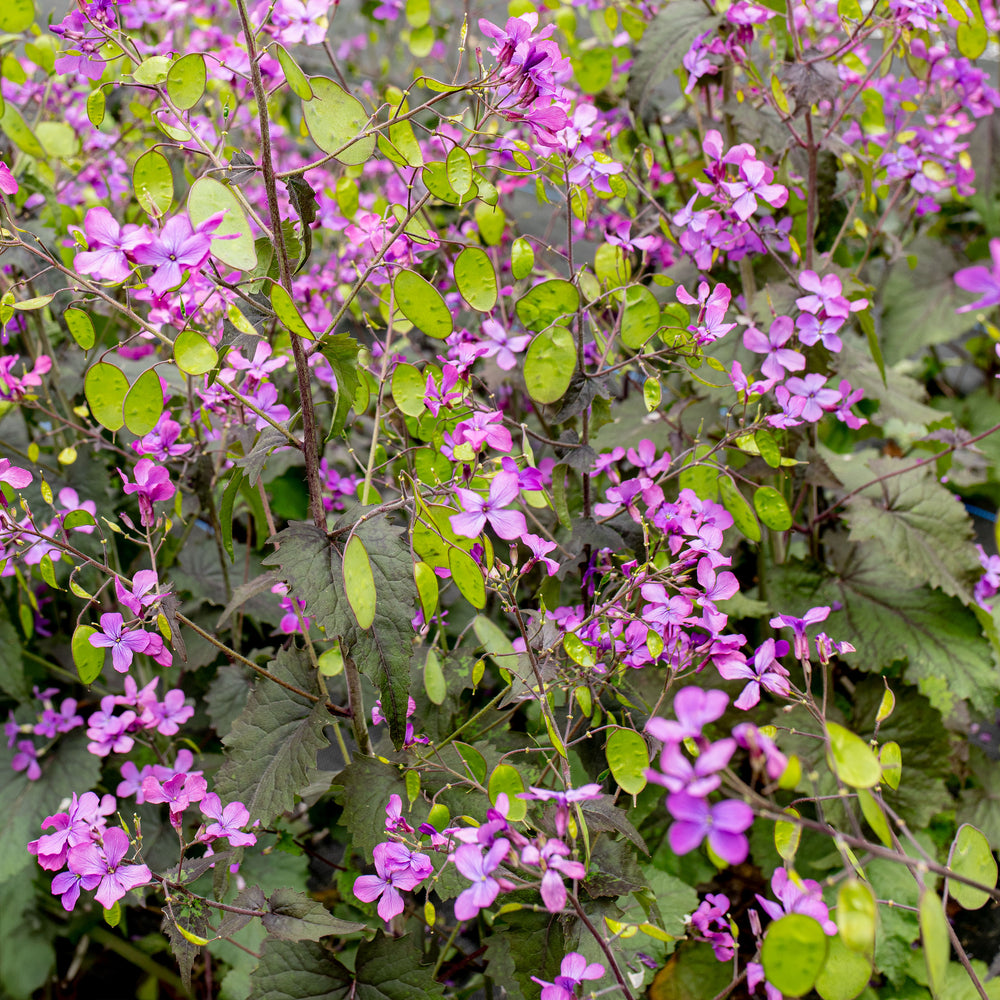 Lunaria 'Rosemary Verey'