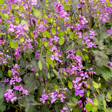 Lunaria 'Rosemary Verey'