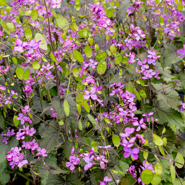 money plant lunaria flower Lunaria 'Rosemary Verey'