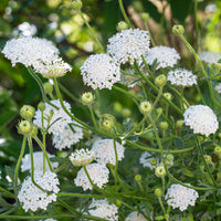 
    



Didiscus 'Lacy White'
