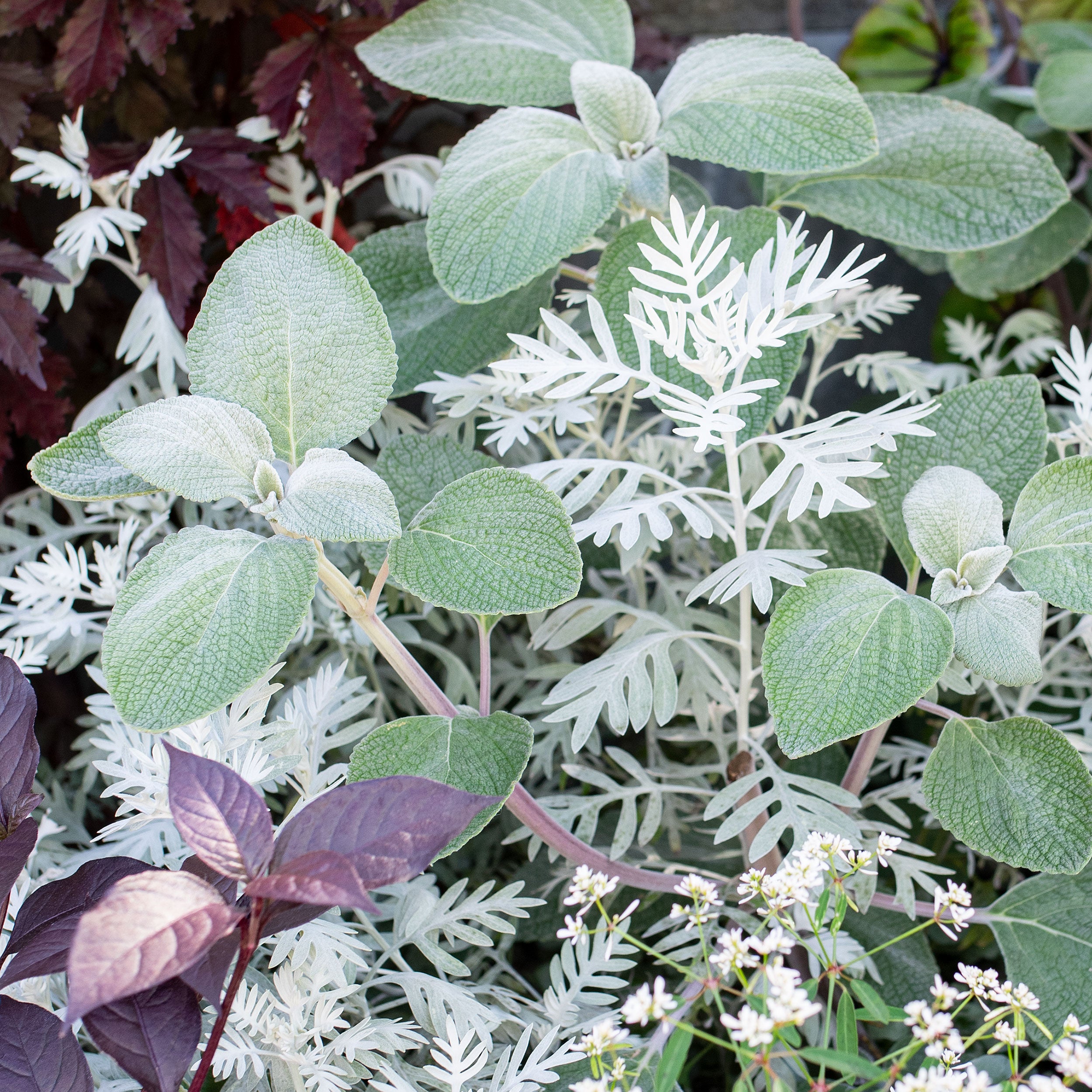 Plectranthus argentatus 'Silver Shield' seeds