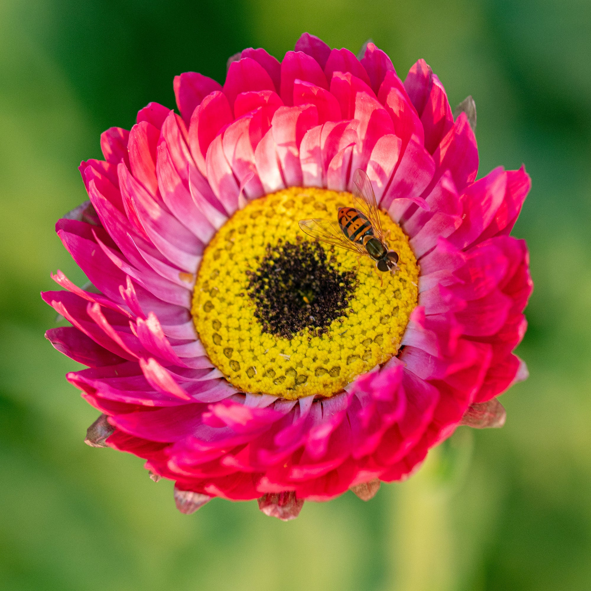 Strawflower 'Pierrot Red'