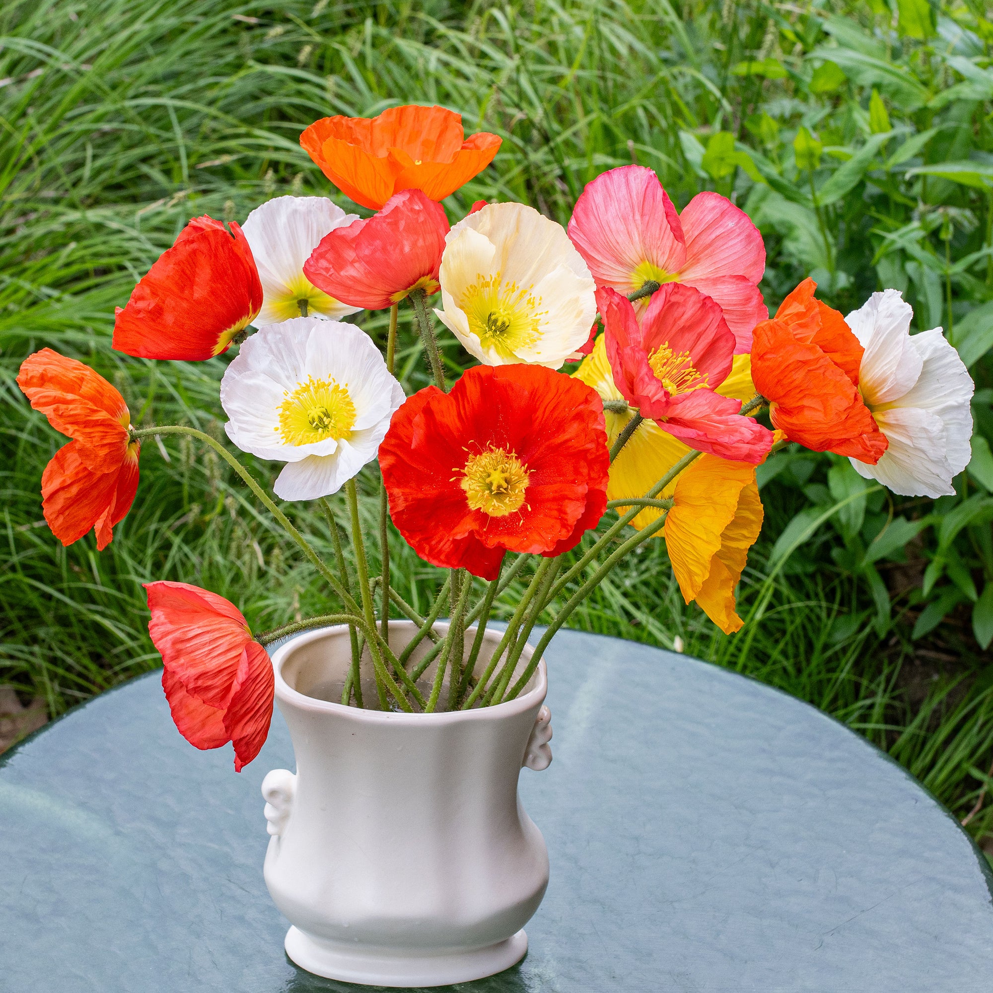 Iceland Poppy 'Champagne Bubbles Mix' F1 seeds - Papaver nudicaule