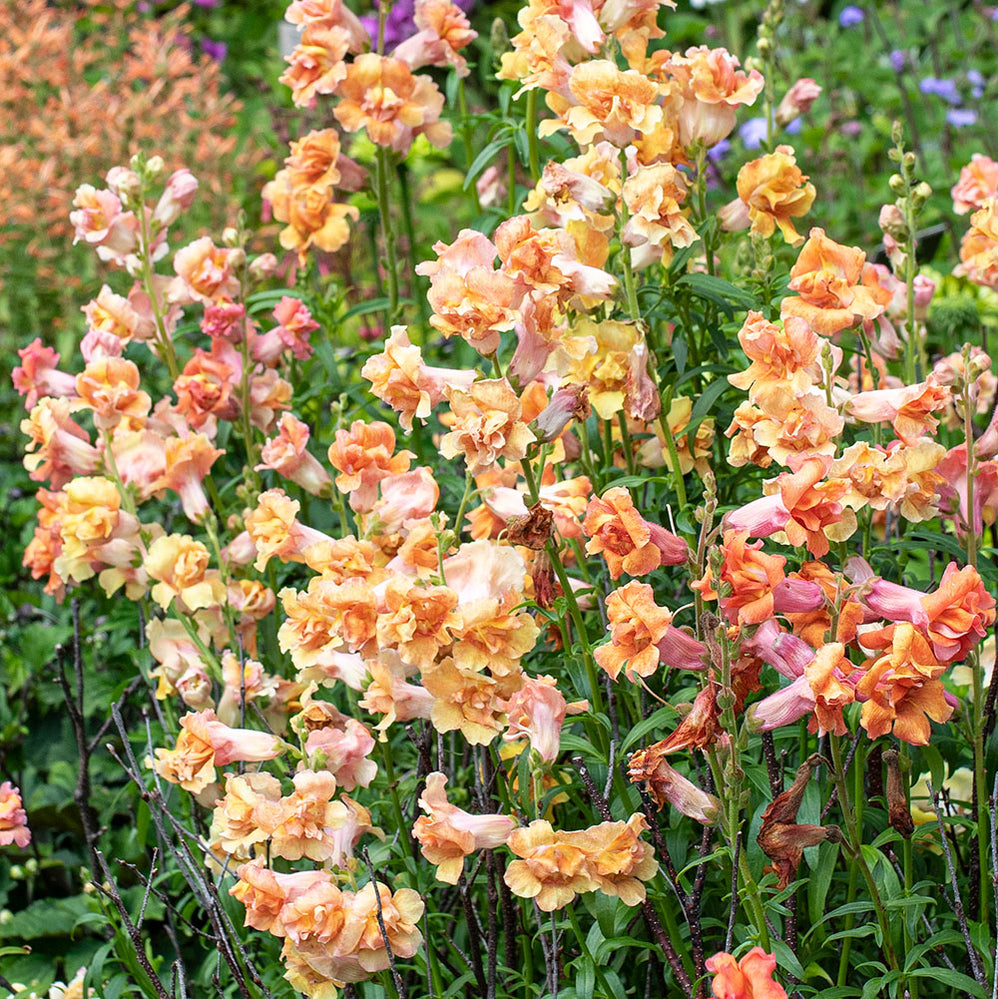 Snapdragon Madame Butterfly™ 'Bronze White' F1 - S2
