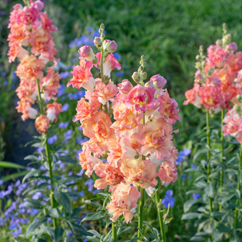 Dynamic Madame Butterfly Snapdragon Seeds Abstract Photography Dynamic Madame Butterfly Snapdragon Seeds Abstract Photography