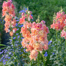 Snapdragon Madame Butterfly™ 'Bronze White' F1 - S2