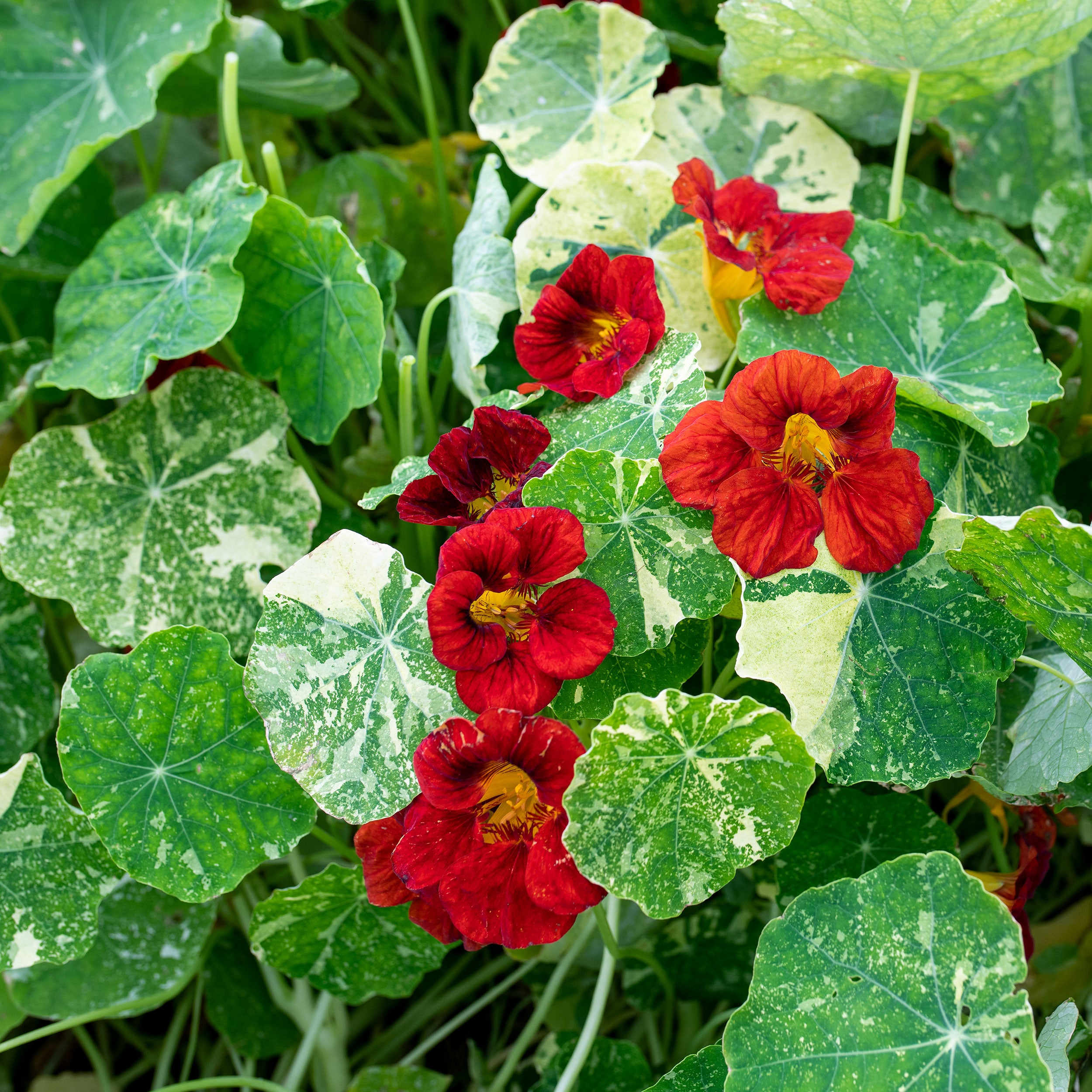 nasturtium flower seeds for sale Nasturtium 'Queen Dark Red'
