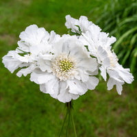 
    



Scabiosa 'Fama White'

