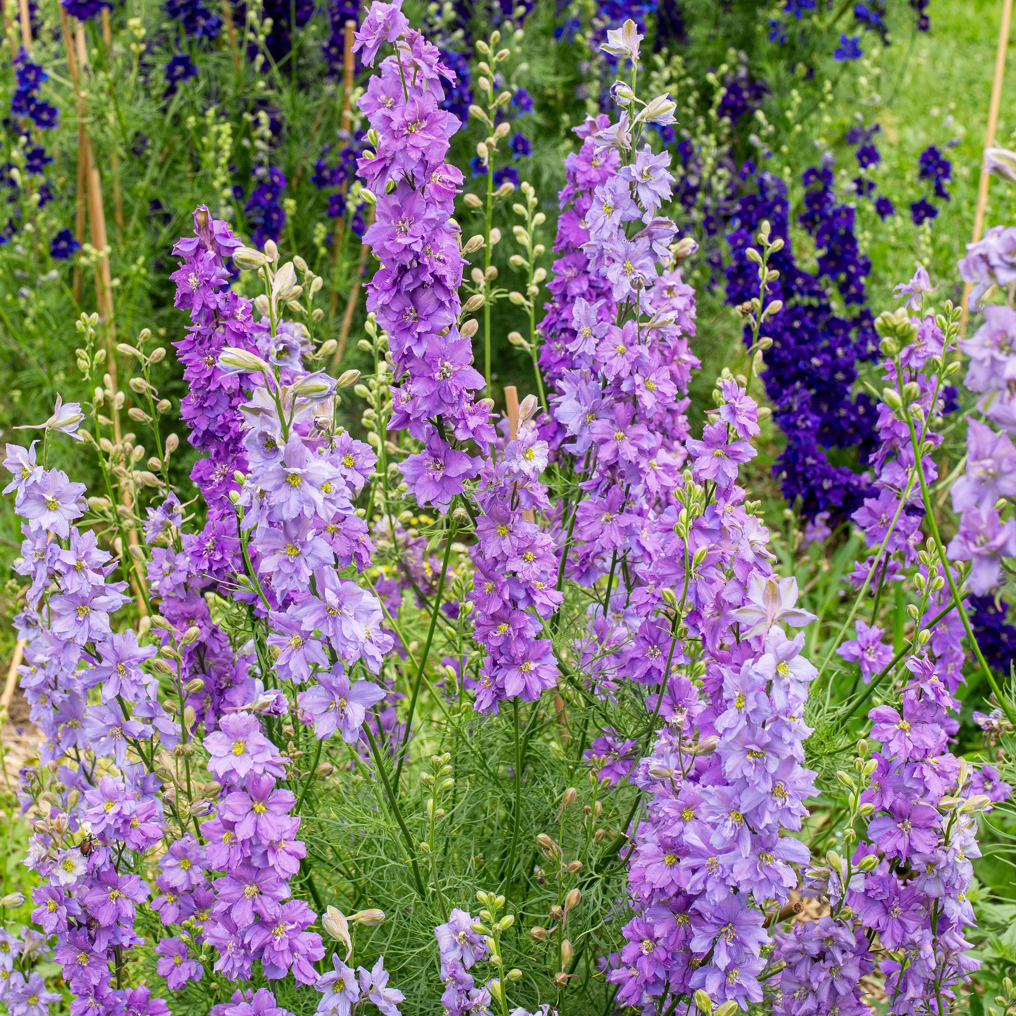 lilac seeds planting Larkspur 'QIS® Lilac' seeds