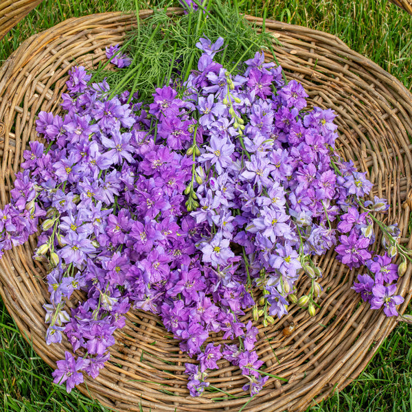 lilac seeds planting Larkspur 'QIS® Lilac' seeds