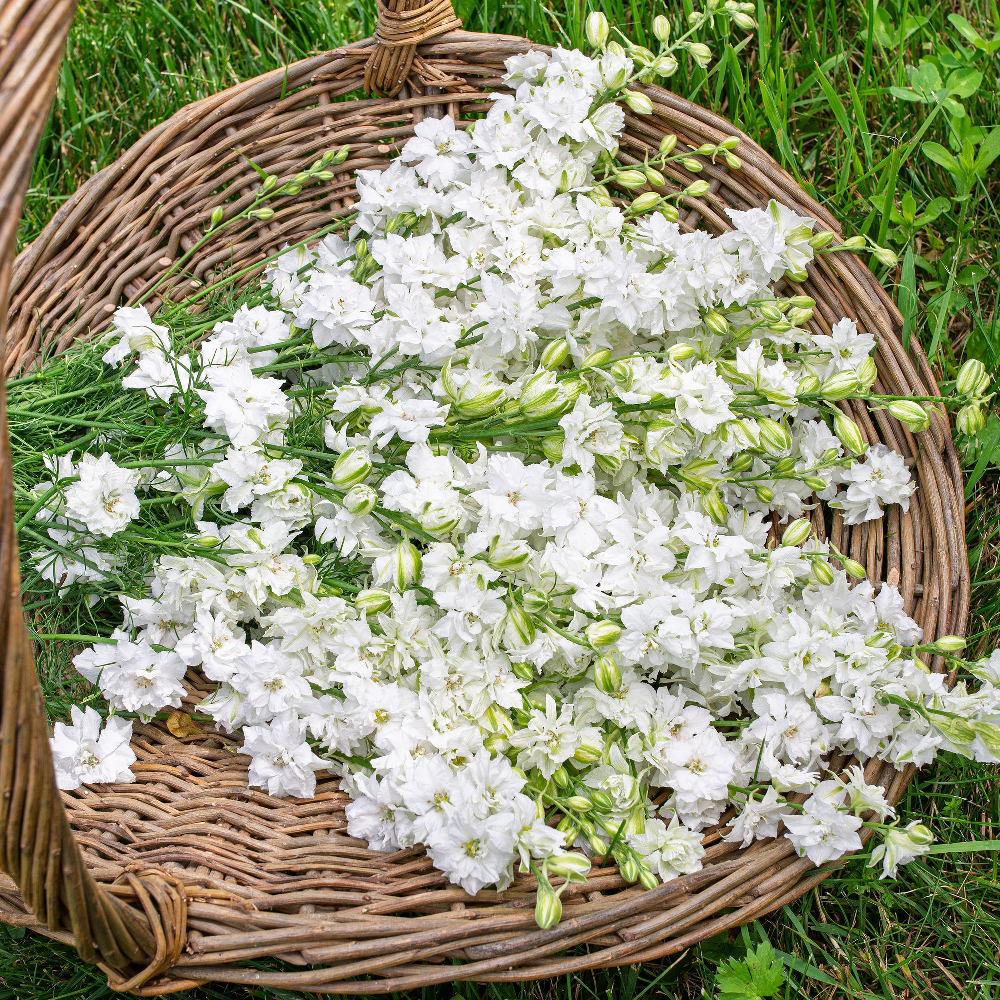 Larkspur 'QIS® White'