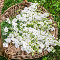
    



Larkspur 'QIS® White'
