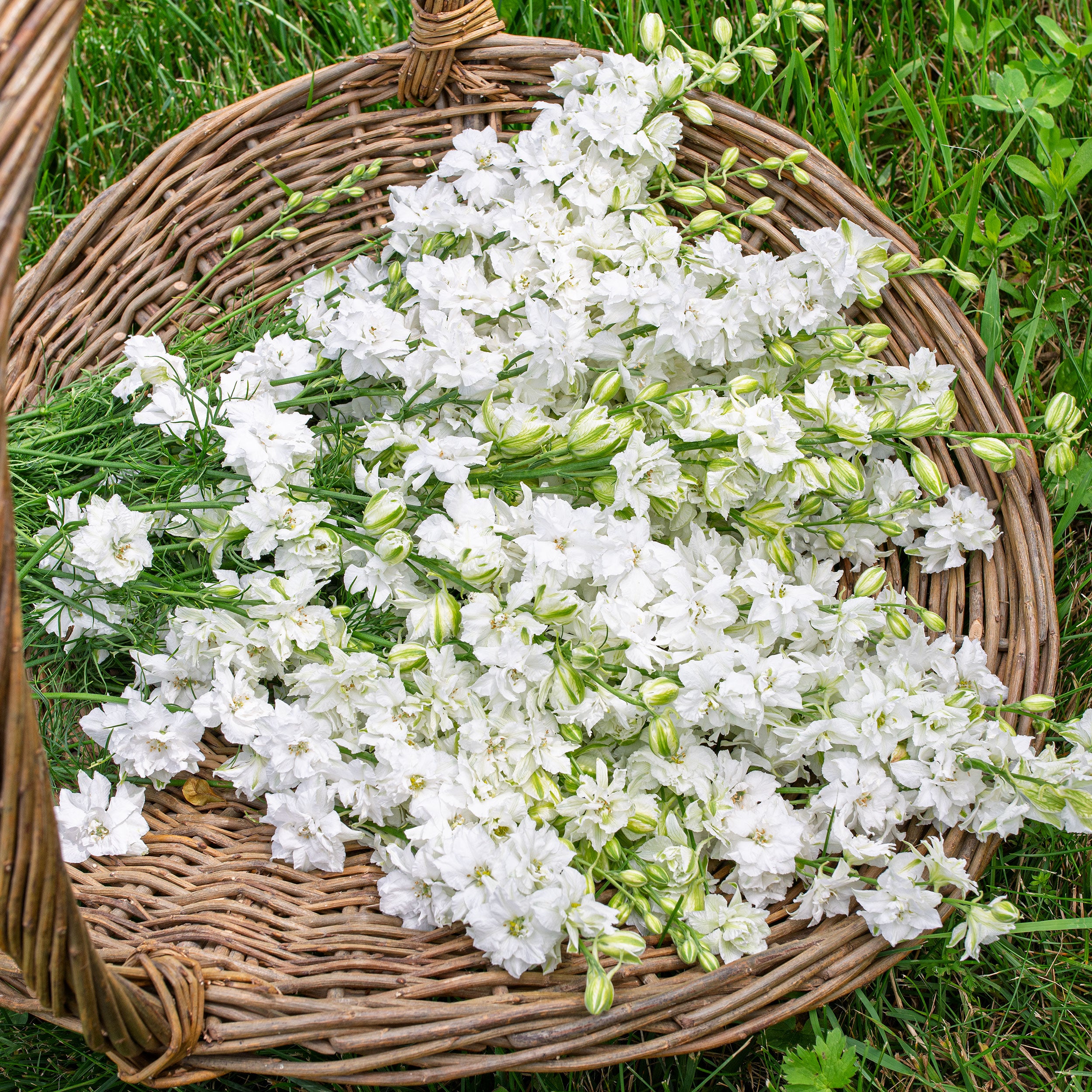 white seed plant Larkspur 'QIS® White'