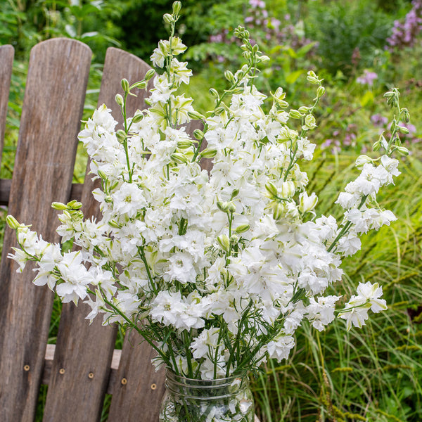 Larkspur 'QIS® White' - S2