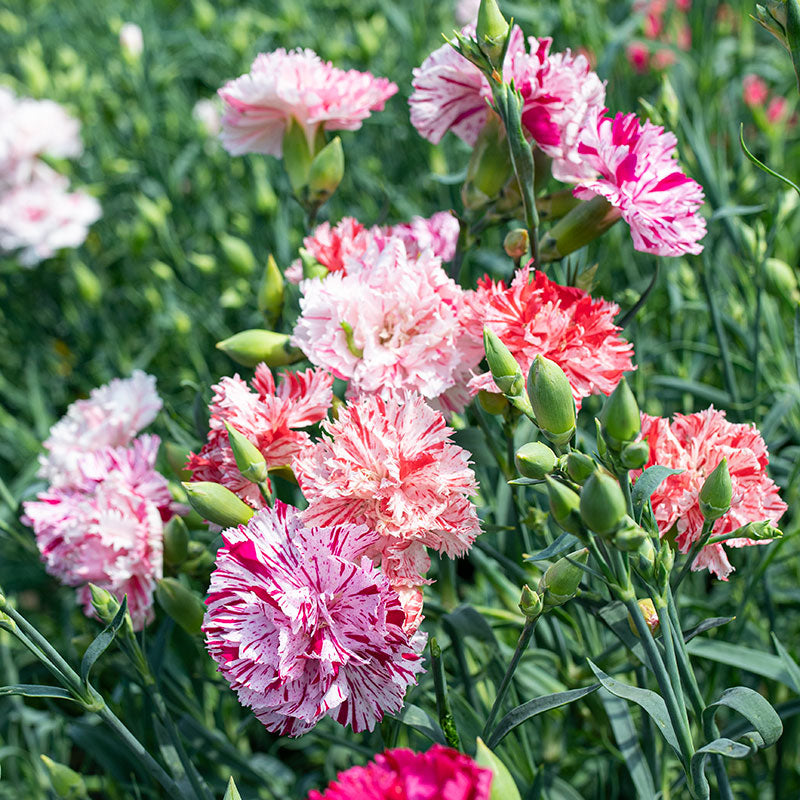 Carnation 'Chabaud Picotee Fantasy' seeds - Dianthus caryophyllus