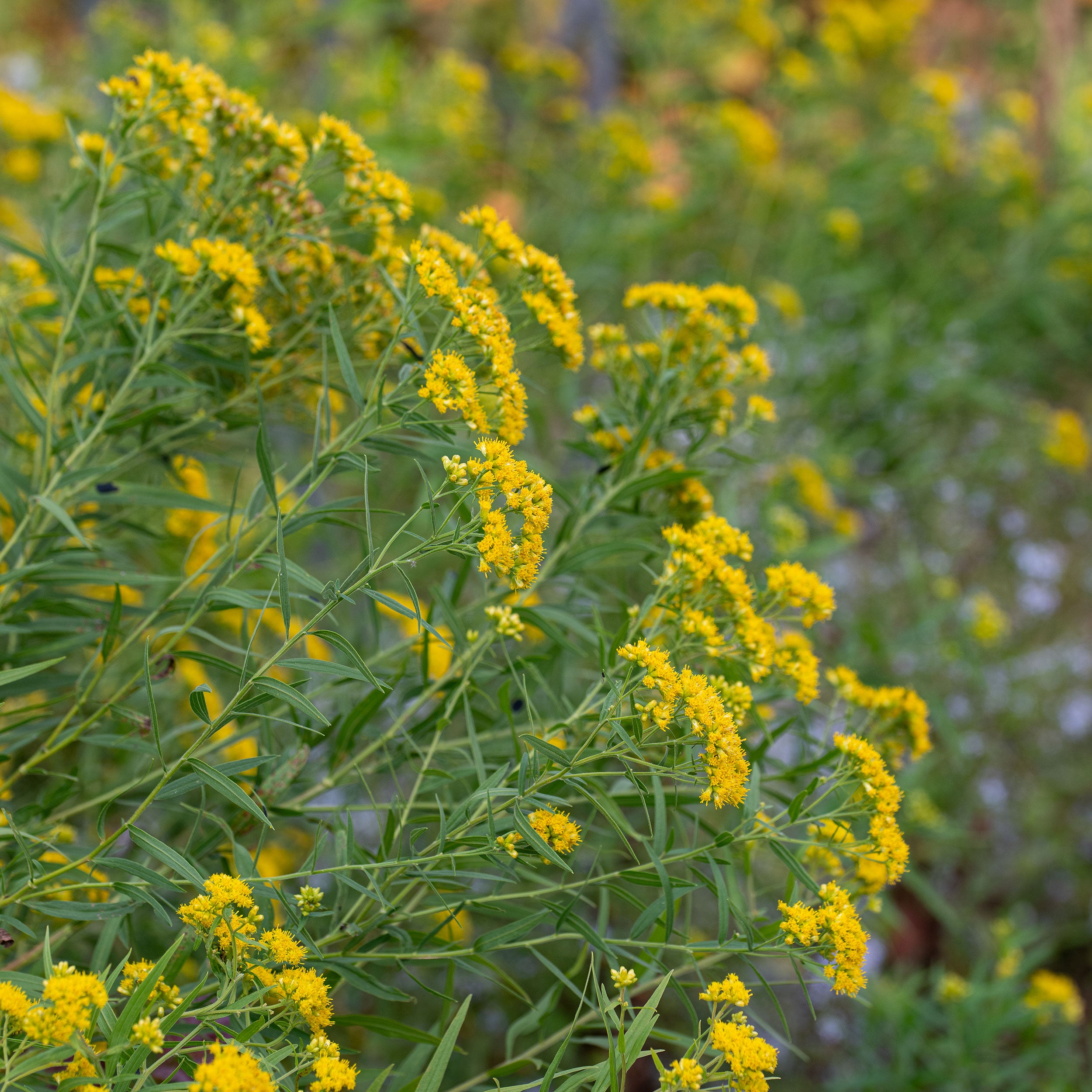 goldenrod plant seeds Grass-leaved Goldenrod