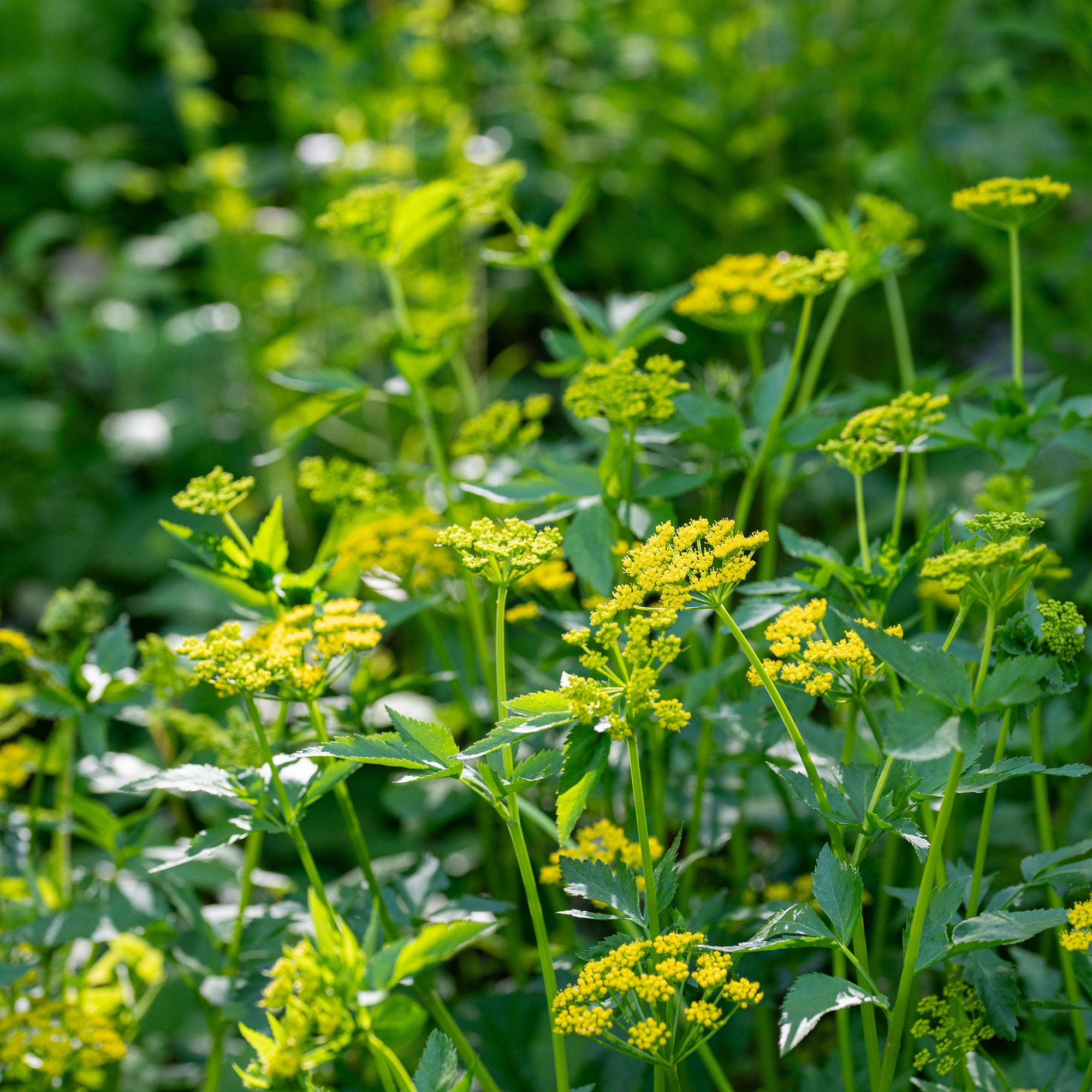 golden seed plant Golden Alexander seeds