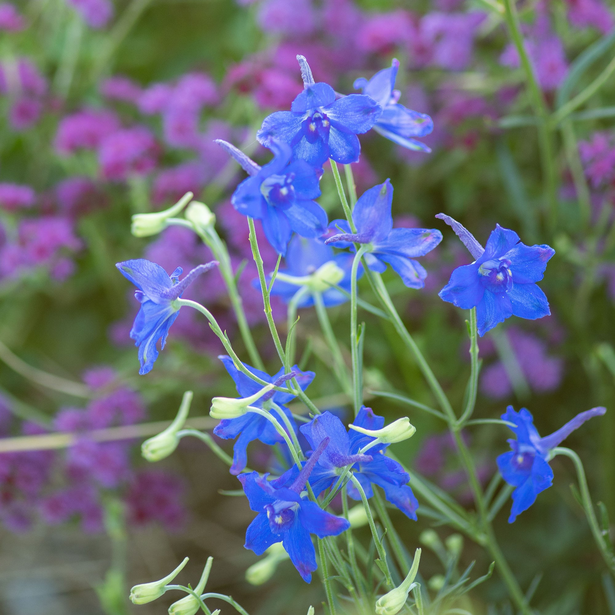 Delphinium 'Blue Butterfly' seeds - Delphinium grandiflorum