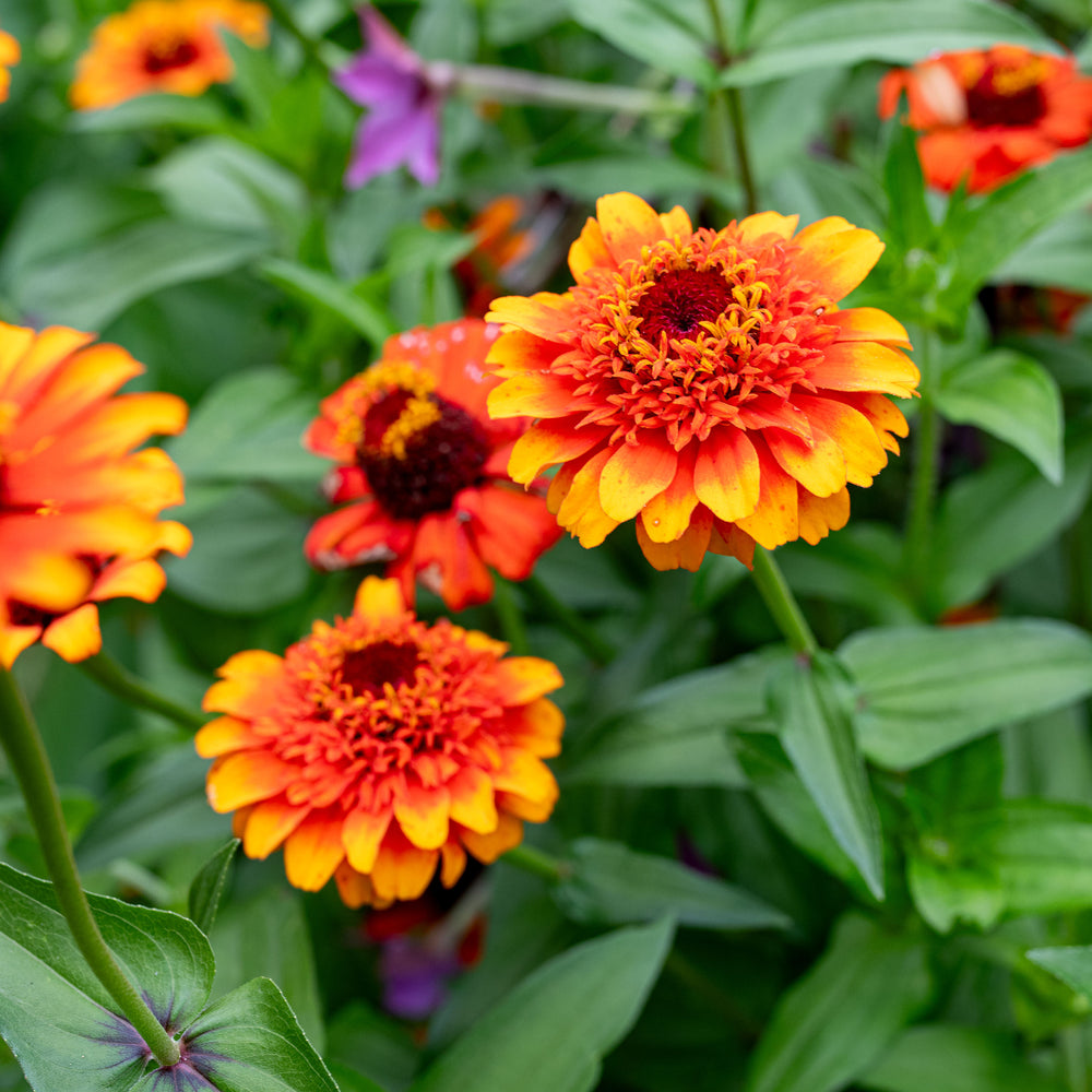 Zinnia flower clearance