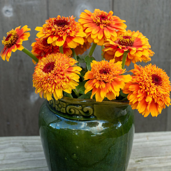Zinnia 'Zinderella Zest' seeds