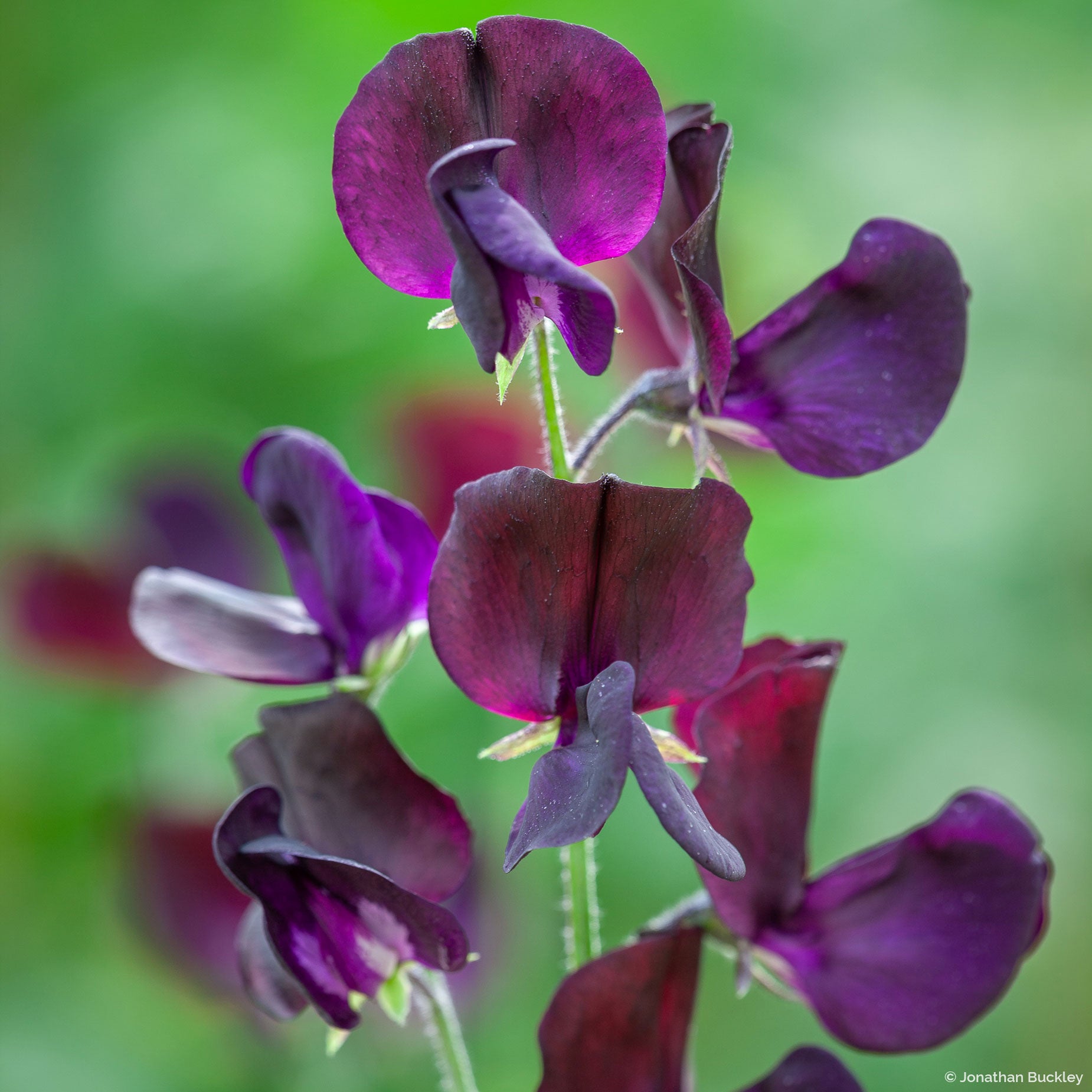 sweet pea seed to flower time Sweet Pea 'Almost Black'