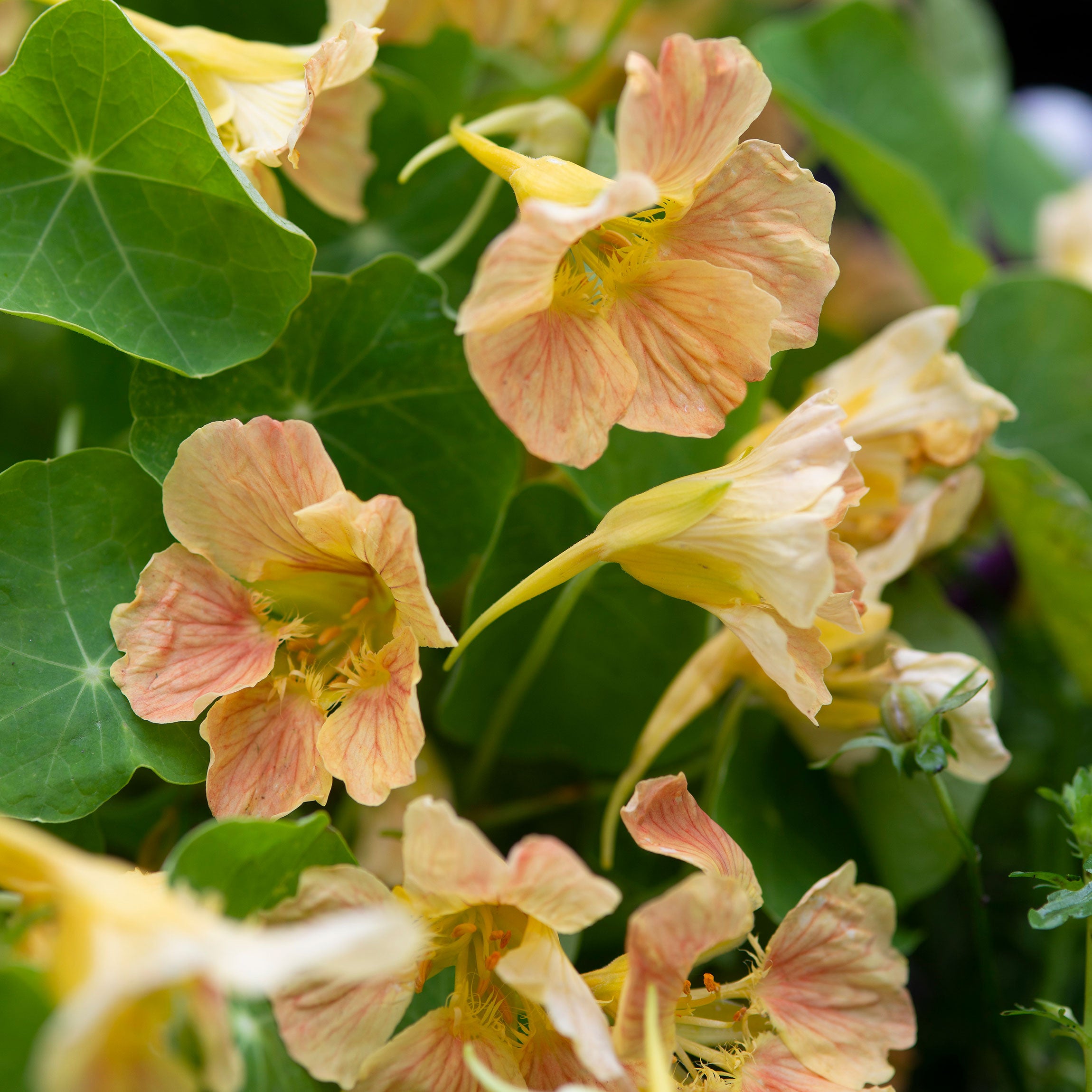 nasturtium from seed to flower Nasturtium 'Tip Top Pink Blush' seeds
