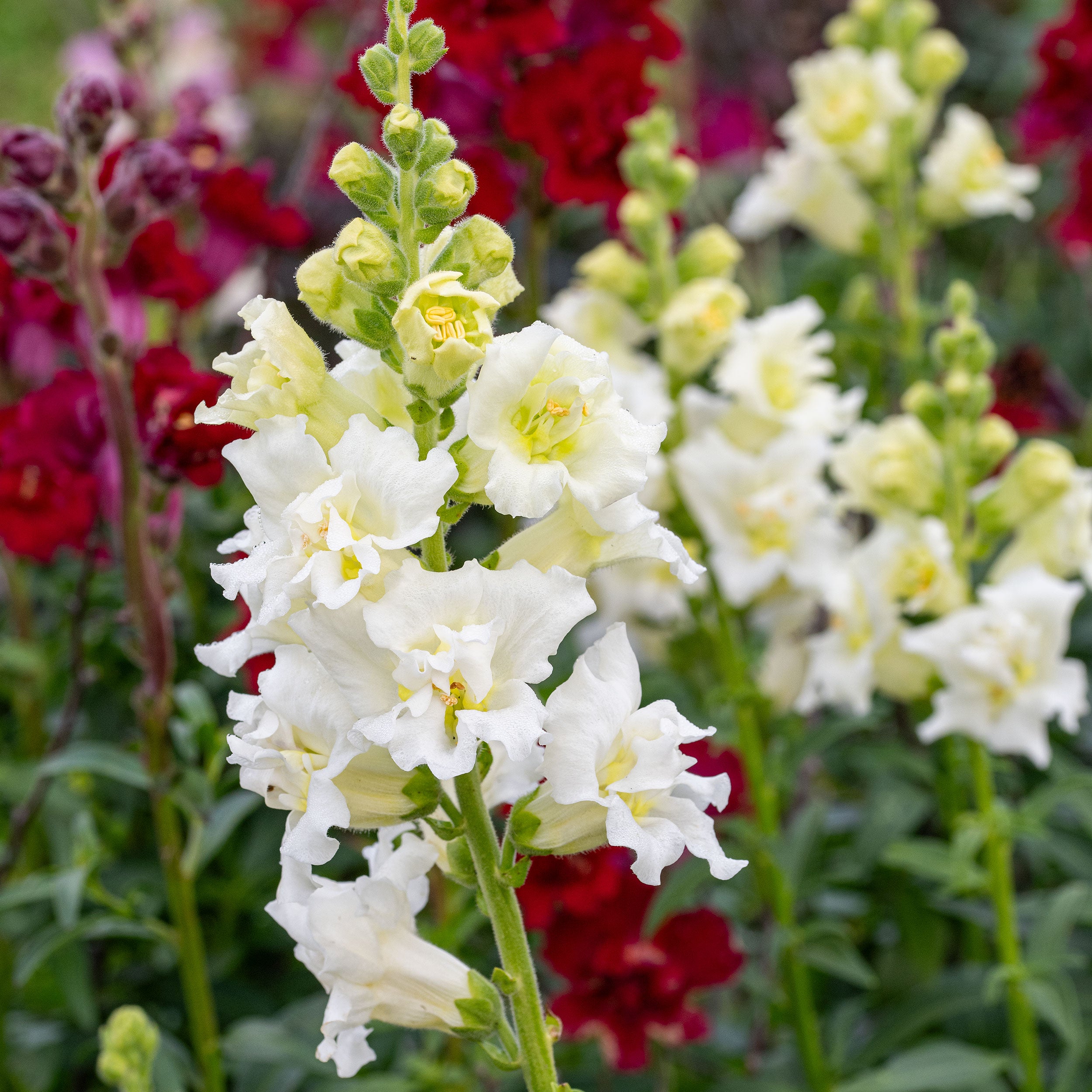 Snapdragon Madame Butterfly™ 'Ivory' F1 seeds