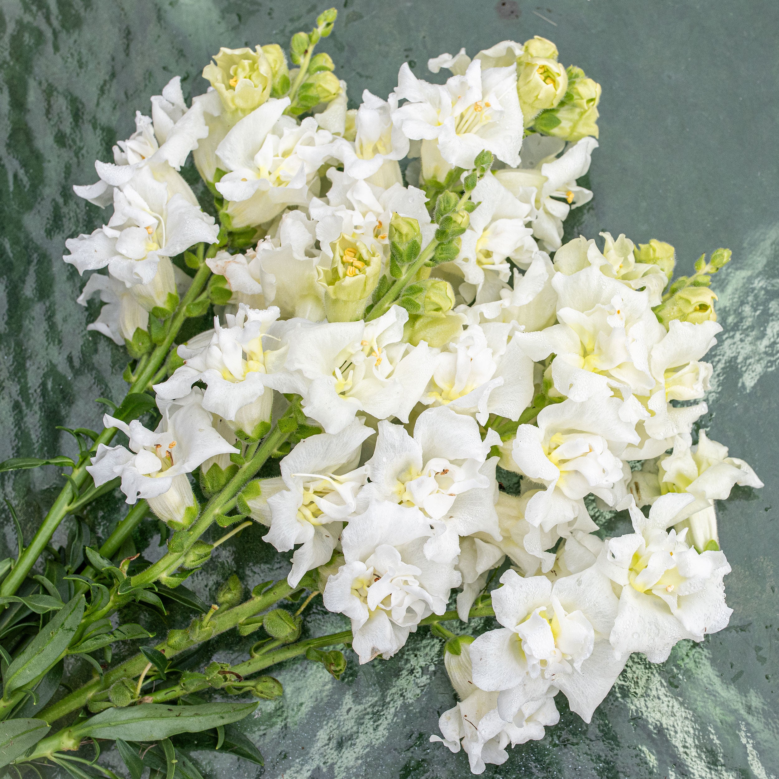 Snapdragon Madame Butterfly™ 'Ivory' F1 seeds