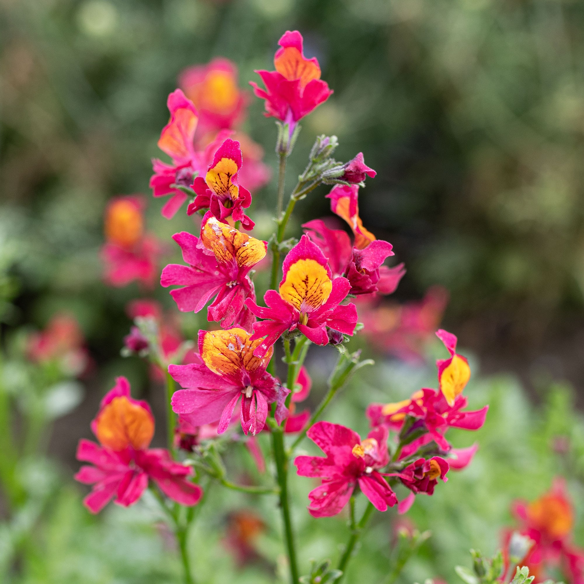 Schizanthus 'Mariposita'