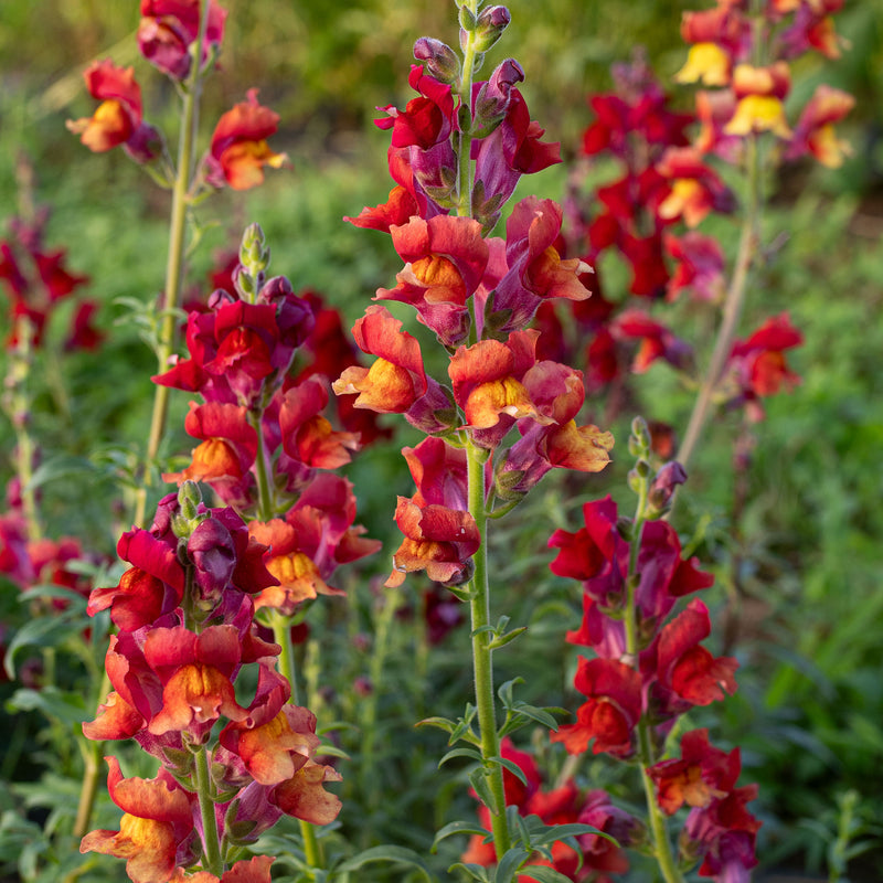 
  



Snapdragon 'Copper Queen'
