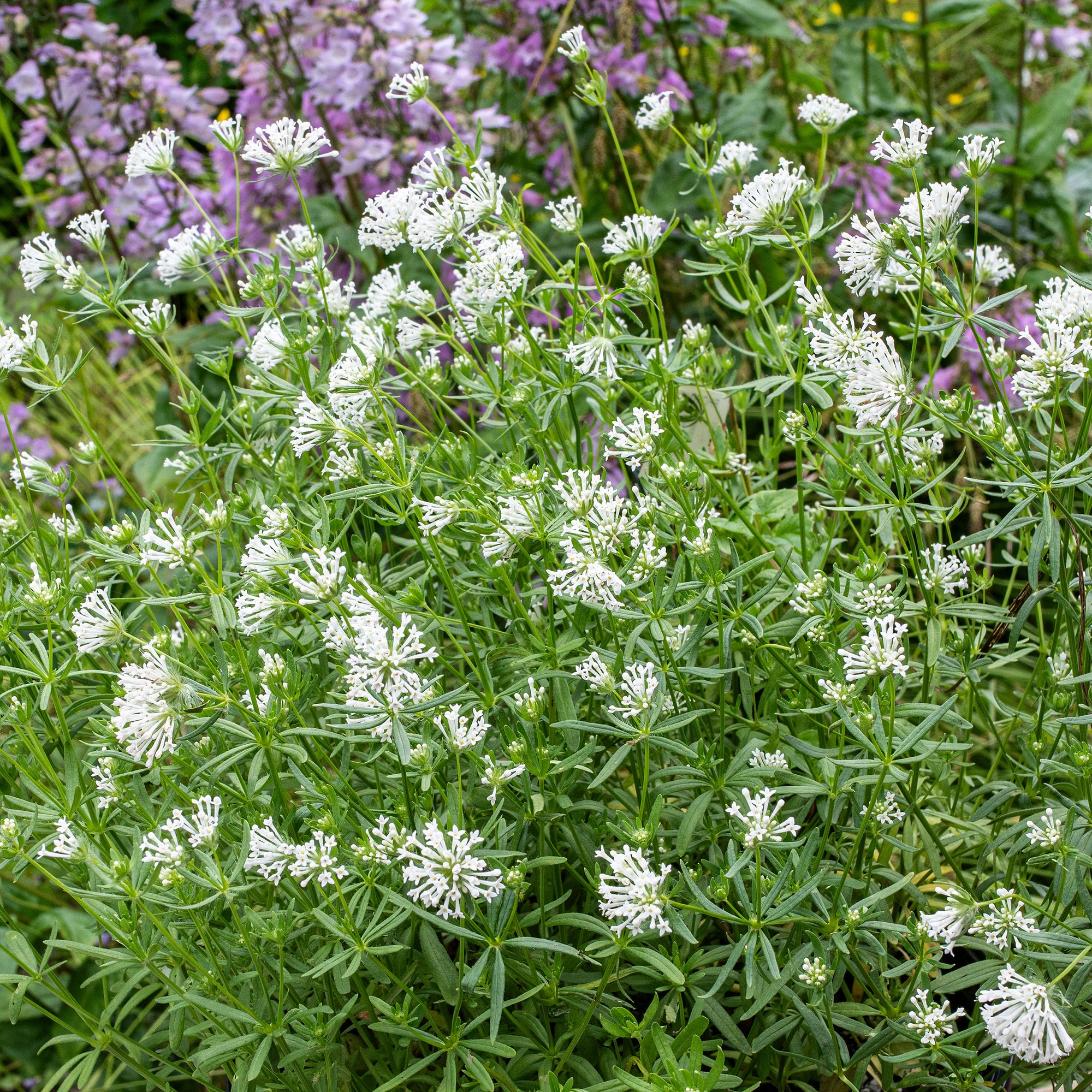 Blue Woodruff 'Cloud Nine'