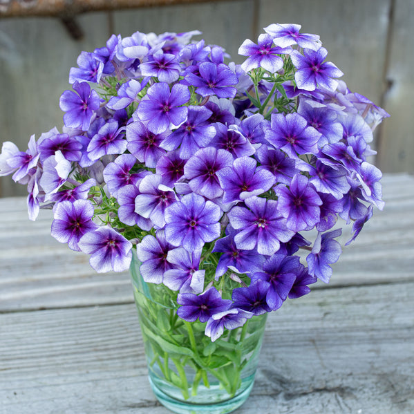 phlox flower seeds Phlox 'Blueberry Swirl' seeds