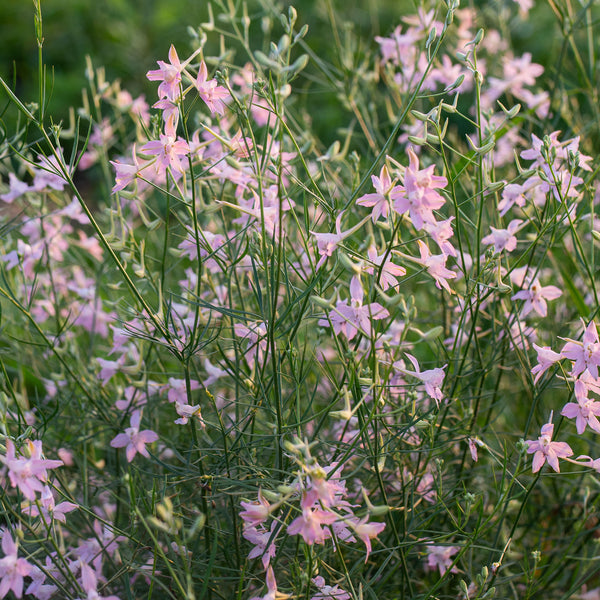 Larkspur 'Pink Cloud'