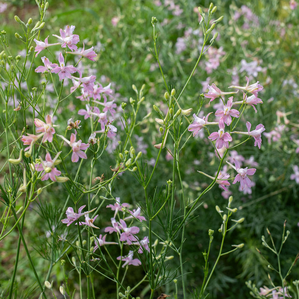 Larkspur 'Pink Cloud'