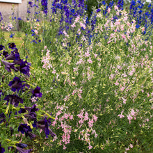 Larkspur 'Pink Cloud'