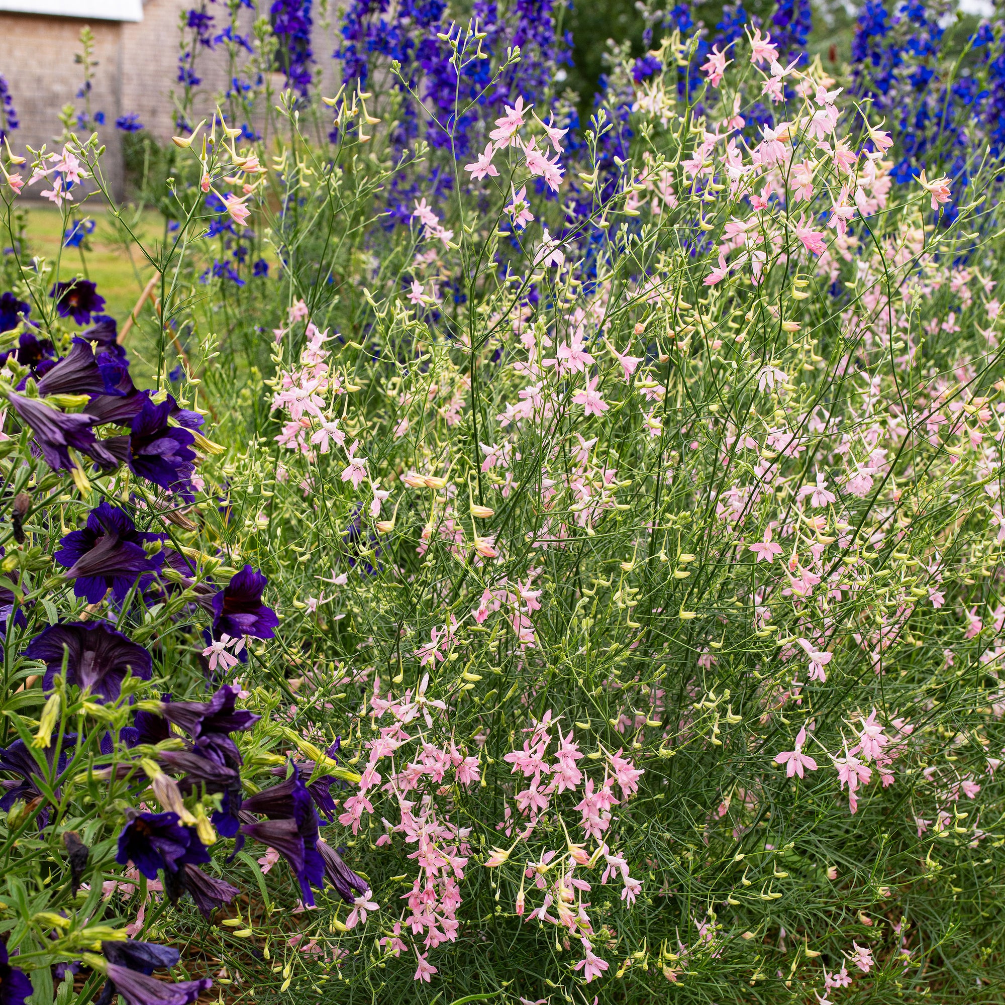Larkspur 'Pink Cloud'