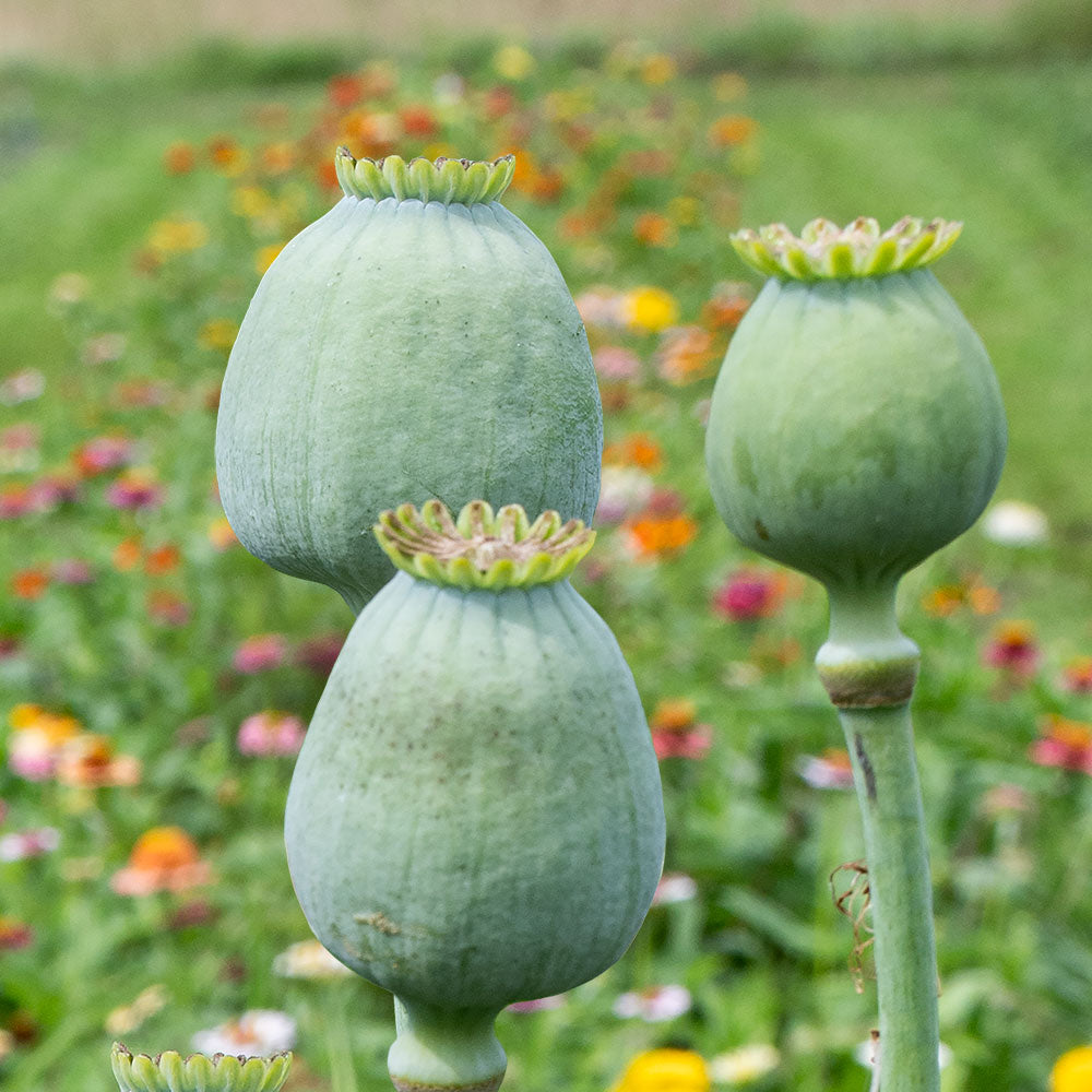 Poppy 'QIS® Bowling Ball' seeds