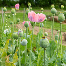 Poppy 'QIS® Bowling Ball'