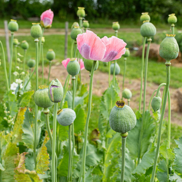 pongapong flower seeds Poppy 'QIS® Bowling Ball' seeds