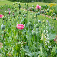 Poppy 'QIS® Bowling Ball'