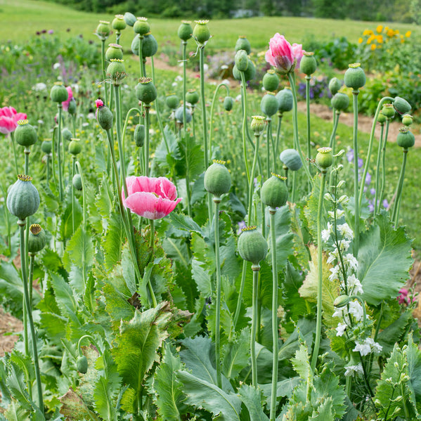 Poppy 'QIS® Bowling Ball'